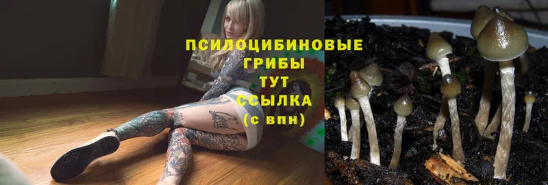 мега зеркало  Кириши  Псилоцибиновые грибы Magic Shrooms 